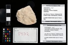 Foto (Objekt + Etikett) von Cracensigillatus acutirostris (Moericke, 1889)  (NHMW-GEO-2014-0194-0572)